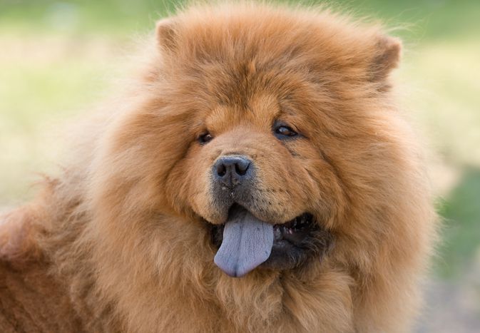 Chow Chow blue tongue