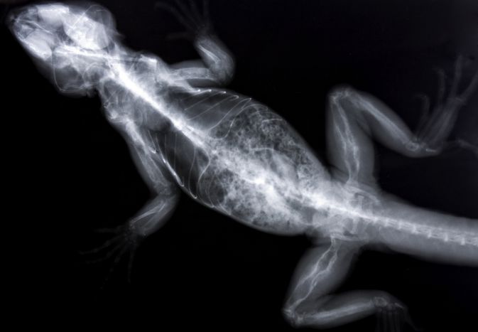 X-ray of an iguana with metabolic bone disease