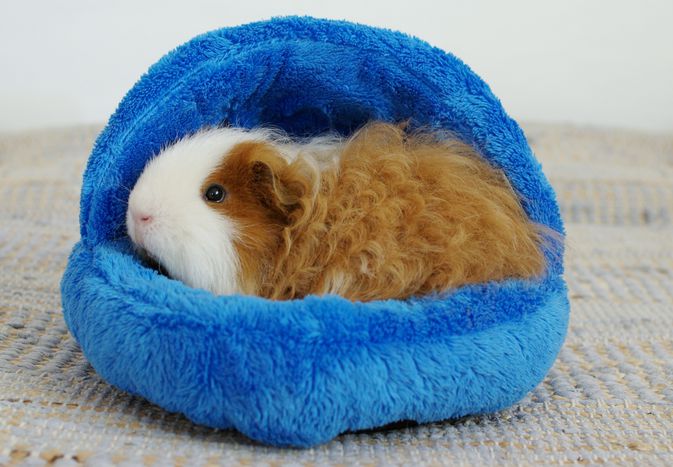 Texel guinea pig in a house.