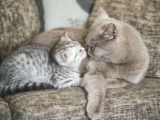 Older cat and kitten on gray sofa