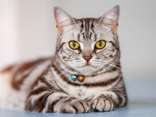Gray striped American Shorthair cat laying down and looking at camera.