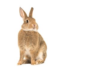 Close-Up Of Rabbit Against White Background