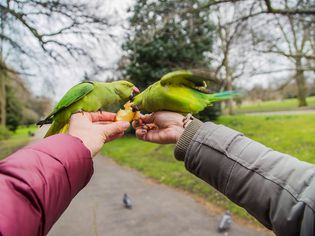 Feeding green parrots in a park