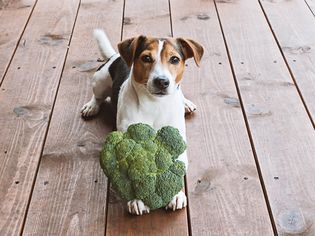 dog sitting with broccoli
