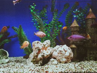 Fish in an aquarium.