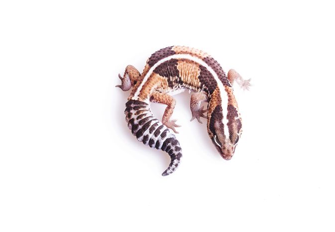 Overhead view of an African fat-tailed gecko.