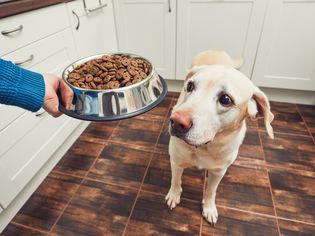 Dog food in a bowl being held by a person in a kitchen while yellow lab looks at it.