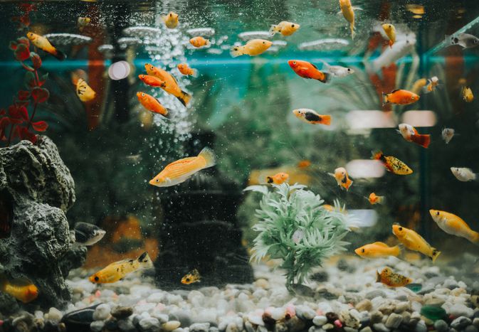 Tropical fish community tank