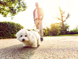 Small white dog walking on pavement in the sun.
