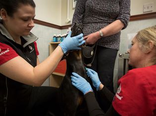 Dog donating blood
