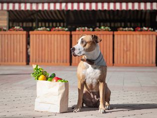 dog sitting on the sidewalk with bag of vegetables