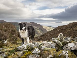 Border collie standing on hill