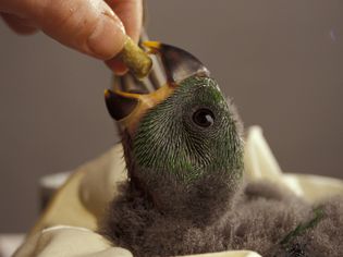 An infant parrot is being fed by someone.