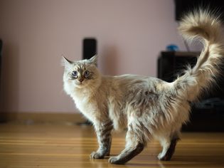 Photo of Ragdoll Cat Casper