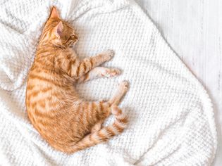 Ginger cat relaxing