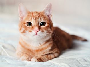 Shorthair ginger tabby sitting in a relaxed pose on a sofa