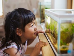 Young girl looking in fish tank