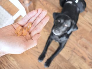 Fish oil tablets held in hand over dog laying on floor