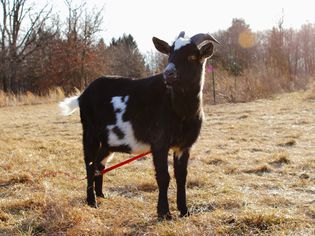 Black and white goat standing with red leash in dry field