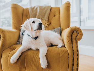 Golden Retriever puppy laying on a yellow armchair looking up and off camera