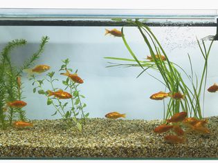 Goldfish (Carassius auratus) swimming in large rectangular fish tank.