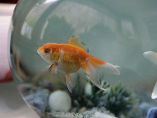 Goldfish swimming in a fishbowl.