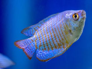 Gourami fish with blue and orange striped scales swimming