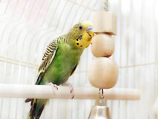 Green domestic budgie sitting with his toy friend.