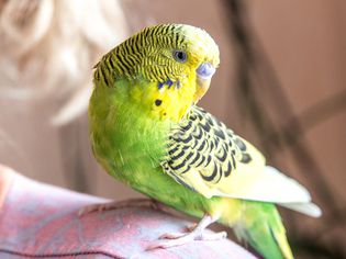 Green Parrot sits on shoulder