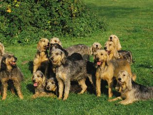 several Griffon Nivernais dogs in a field