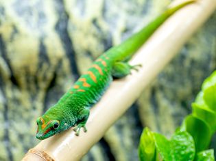 Bright green and orange gecko laying on bamboo pole
