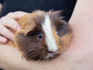 Brown, tan and white guinea pig held in owner's arms