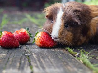 Guinea pig with brown and white hair eating strawberries on wooden surface