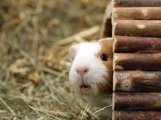 Hiding guinea pig