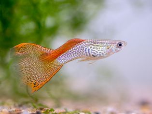 Guppy fish with orange fins swimming in tank