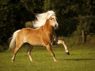 Haflinger, gelding with a long mane, galloping on a meadow