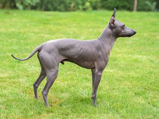 Gray American hairless terrier standing on grass in profile