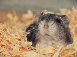 hamster in nesting material