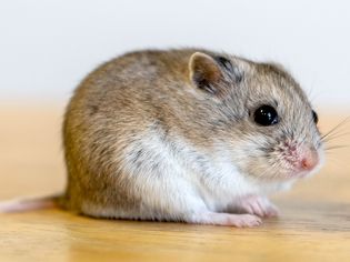 Light brown and white hamster sitting on wooden surface closeup