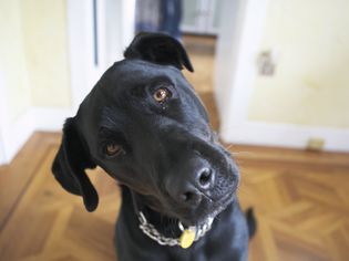 Black Lab dog with head tilt
