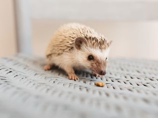 Young hedgehog on gray wicker chair with food pebble in front