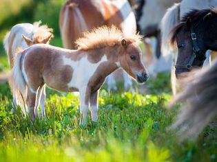 Herd of small horses in pasture