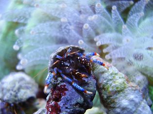 Blue legged hermit crab