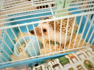 High Angle View Of Hedgehog In Cage