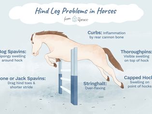 Hind Leg Problems in Horses