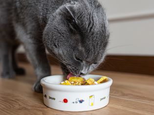 Gray cat eating home-made food in small white bowl