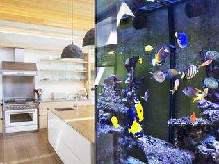 Home tropical fish tank