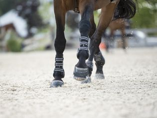 Horse legs in motion