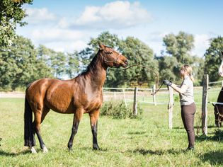 Gelding horse with owner