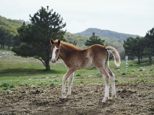 Horse foal standing in field
